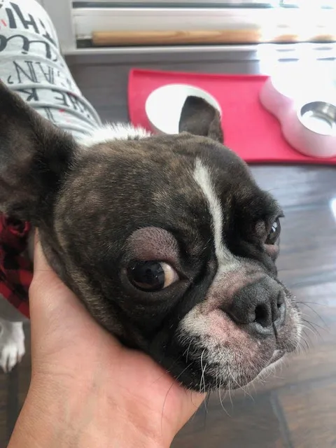 VCA Yorba Regional Animal Hospital 2