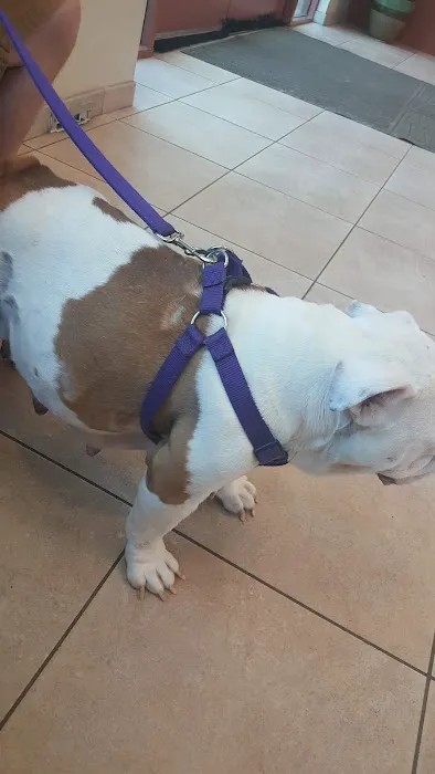 VCA Yorba Regional Animal Hospital 9