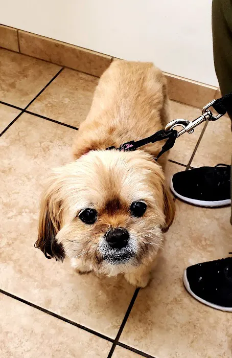 VCA Yorba Regional Animal Hospital 5