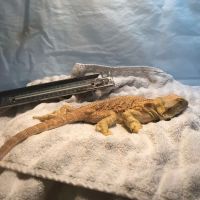 Greek and Associates Veterinary Hospital ico