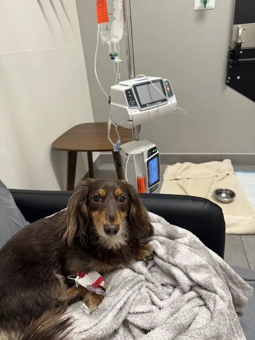 Veterinary Emergency Group 1