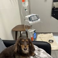 Veterinary Emergency Group ico