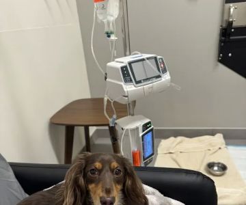 Veterinary Emergency Group