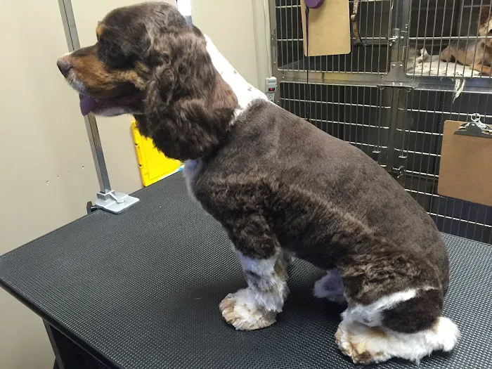 Anaheim Canyon Animal Hospital 1