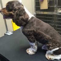 Anaheim Canyon Animal Hospital ico