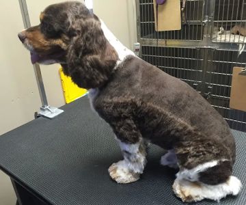 Anaheim Canyon Animal Hospital