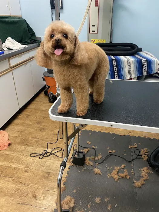 Anaheim Canyon Animal Hospital 4