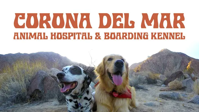 Corona del Mar Animal Hospital, A Thrive Pet Healthcare Partner 5