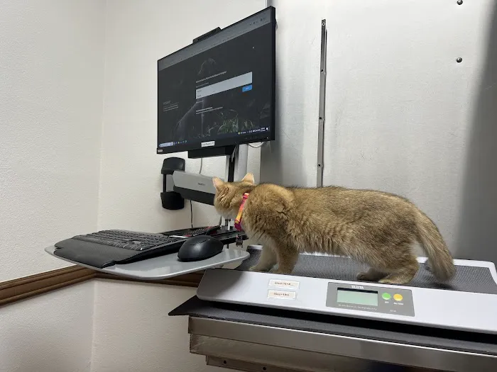 Corona del Mar Animal Hospital, A Thrive Pet Healthcare Partner 1