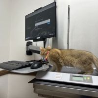 Corona del Mar Animal Hospital, A Thrive Pet Healthcare Partner ico