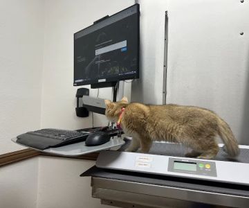 Corona del Mar Animal Hospital, A Thrive Pet Healthcare Partner