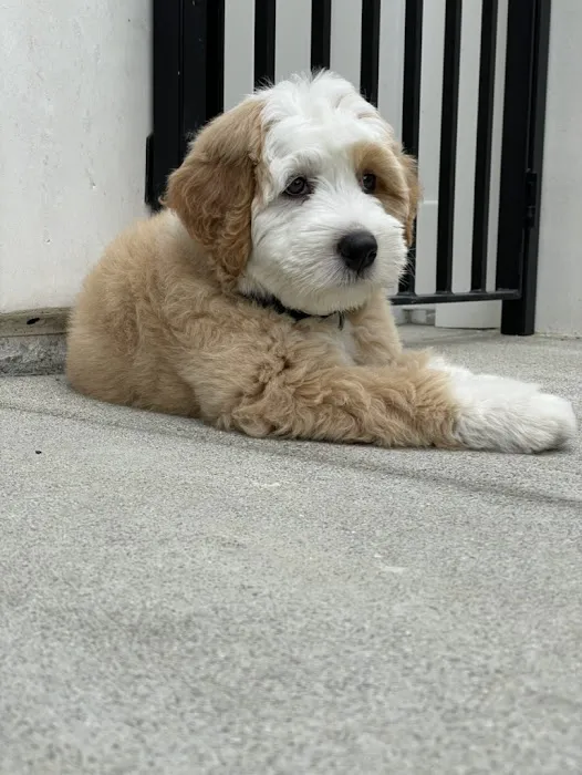 Newport Animal Hospital 2