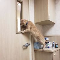 Newport Animal Hospital ico