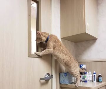Newport Animal Hospital