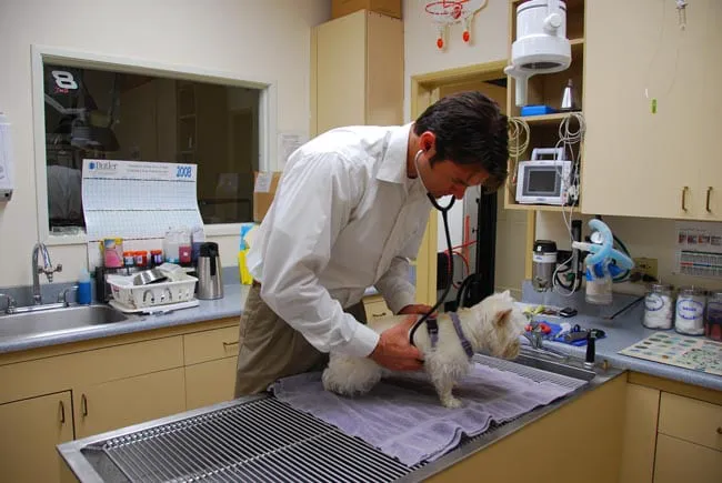 VCA Irvine Boulevard Animal Hospital 7