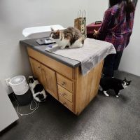 Northwood Animal Hospital ico