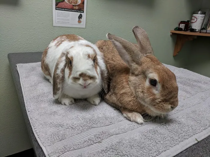Northwood Animal Hospital 2