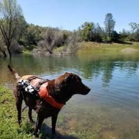 Southern Ca Equine-Canine Chiropractic: Block Rod DC ico