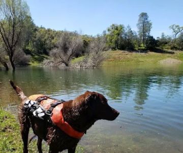 Southern Ca Equine-Canine Chiropractic: Block Rod DC