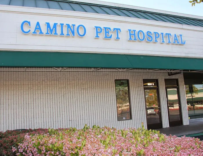 Camino Pet Hospital 10