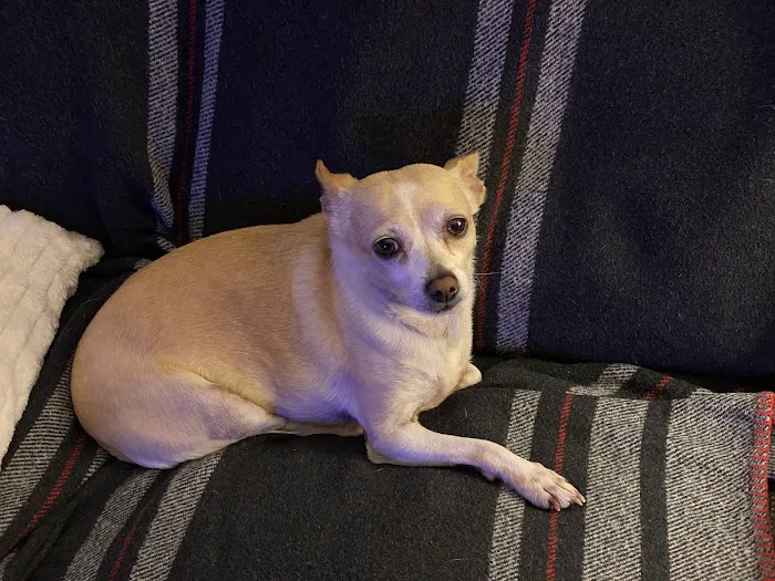 Camino Pet Hospital 3