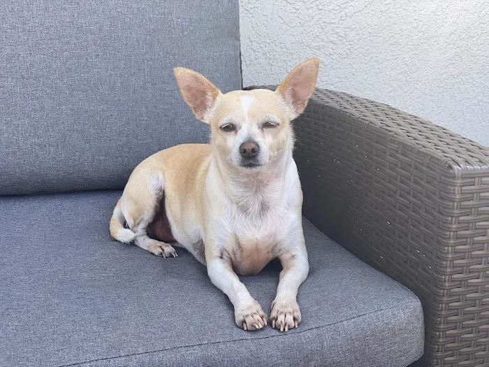 Camino Pet Hospital 5