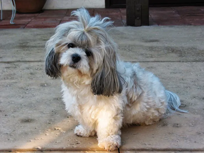 VCA Irvine University Park Animal Hospital 1