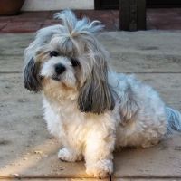 VCA Irvine University Park Animal Hospital ico