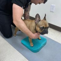 Irvine Valley Veterinary Hospital ico