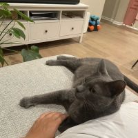 Oak Creek Pet Hospital ico