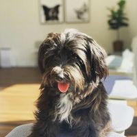 Economico Animal Hospital ico