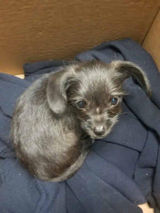South Bay Veterinary Care ( Veterinary Hospital ) 9