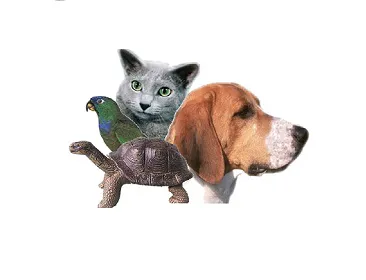 Torrance Animal hospital 12