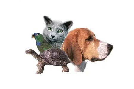 Torrance Animal hospital