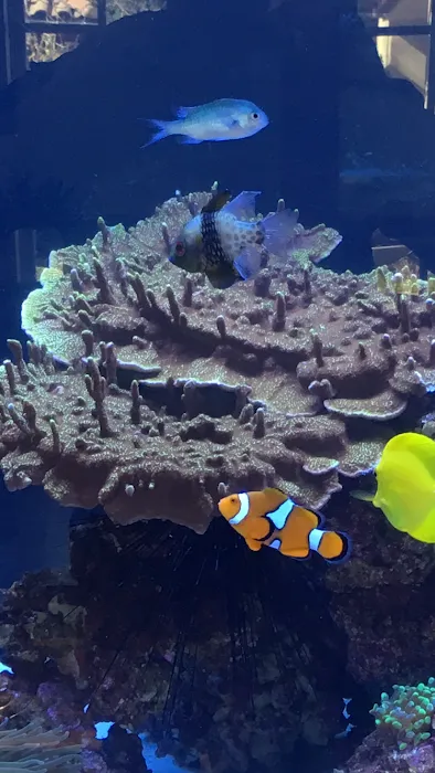 GREAT BARRIER REEF 12