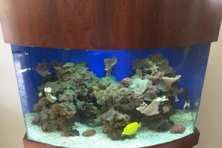 GREAT BARRIER REEF