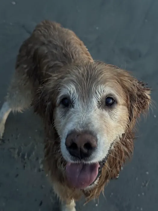 Veterinary Cancer Group SB, A Thrive Pet Healthcare Partner 1