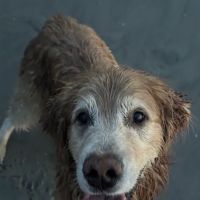 Veterinary Cancer Group SB, A Thrive Pet Healthcare Partner ico