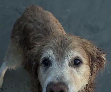 Veterinary Cancer Group SB, A Thrive Pet Healthcare Partner
