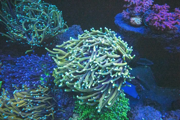 Aqua Culture 12