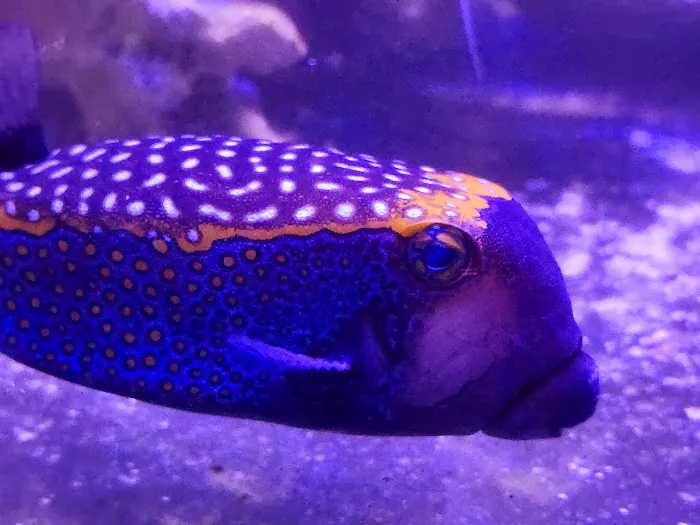Aqua Culture 12