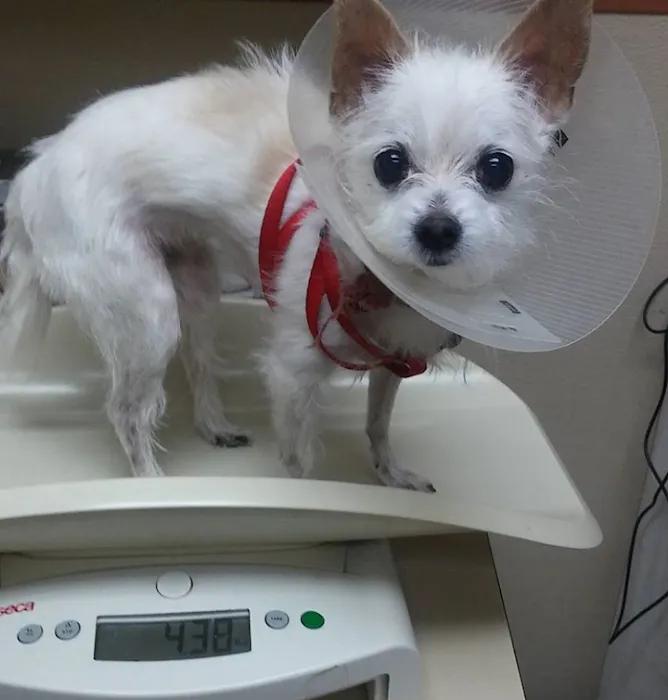 Torrance Companion Animal Hospital 12