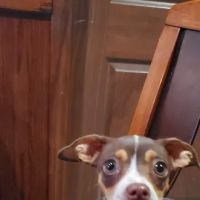 Torrance Companion Animal Hospital ico