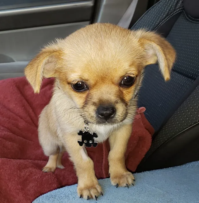 Ohana veterinarian clinic 12