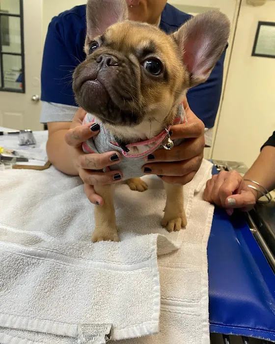 Ohana veterinarian clinic 12