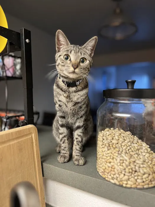 Ohana veterinarian clinic 12
