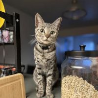 Ohana veterinarian clinic ico