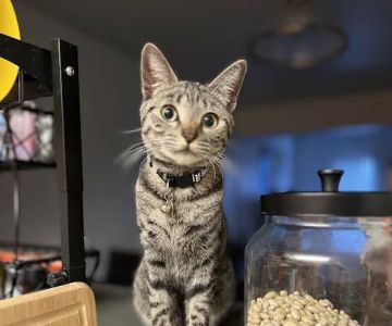 Ohana veterinarian clinic