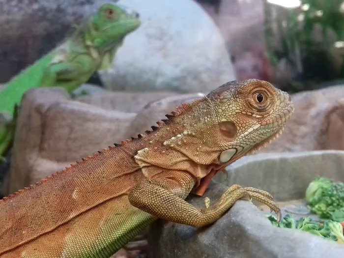 Petco 12