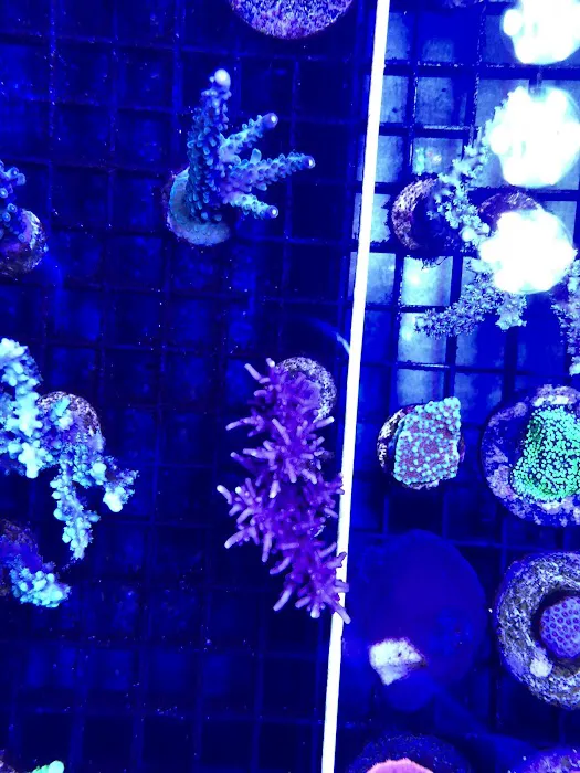 Aquatic Art Inc. 12